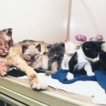 Mother Cat Scarlett Walks Through Flames in Brooklyn to Rescue Kittens From Fire