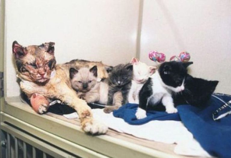 Mother Cat Walks Through Flames Not Once, But FIVE Times to Rescue Her Kittens From Fire