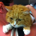 The Shocking Past of a Loving Rescue Cat, and the Fight his Adoptive Owners Put Up to Save Him!