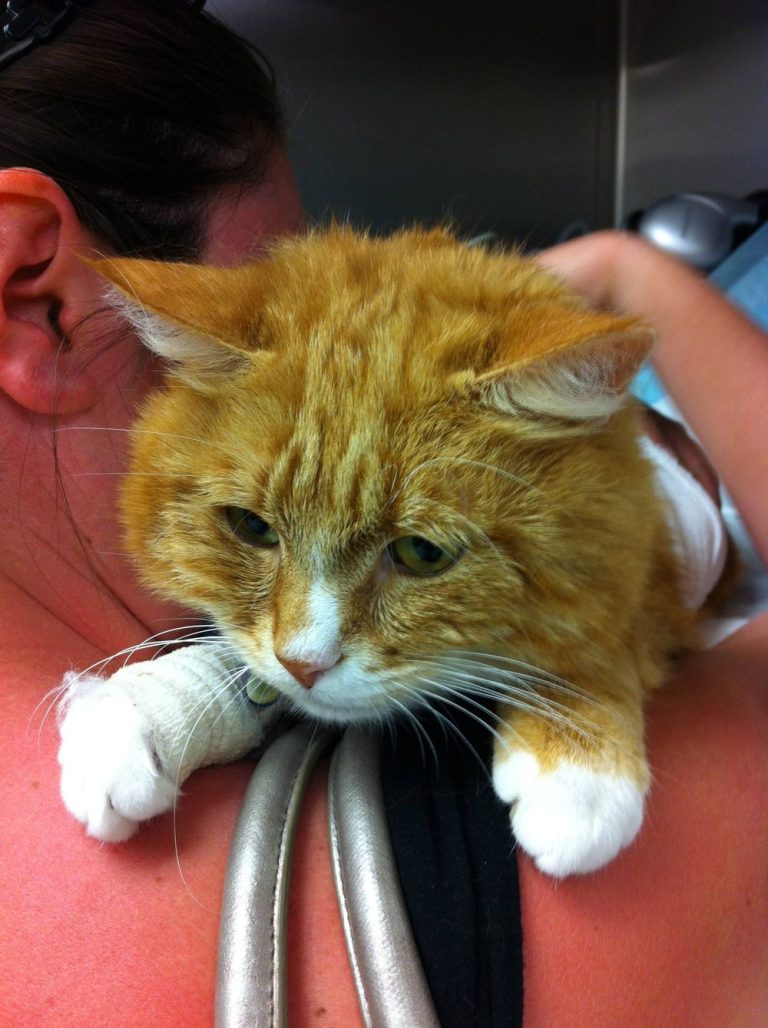 The Shocking Past of a Loving Rescue Cat, and the Fight his Adoptive Owners Put Up to Save Him!