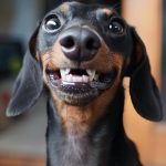 Dachshund with a long, goofy grin