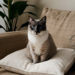 a-cute-cat-with-blue-eyes