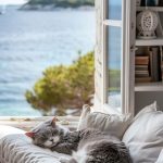 adorable gray cat curled up on a window bench seaside view