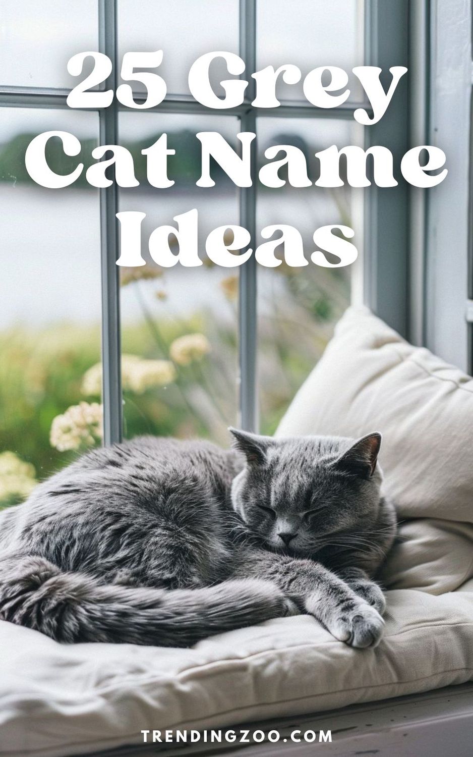 adorable gray cat name ideas