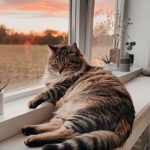 Fat tabby cat lounging on window seat at home sunset
