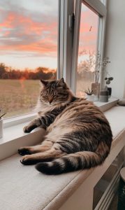 Fat-tabby-cat-lounging-on-a-window-seat