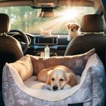 dog car beds