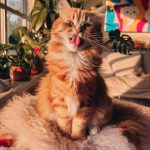 funny cat faces Epic derp moment