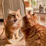 funny cute cats Cat meowing at its reflection