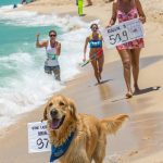 dogs at the beach Dog swimming race in safe beach area