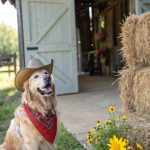 country western dog names