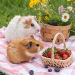 cute animal best friends Guinea pigs and hamsters having a picnic