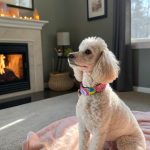 poodle breed