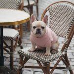 blonde french bulldog in paris