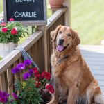 golden retriever names
