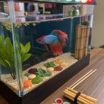 betta fish tank ideas Betta sushi bar decoration theme