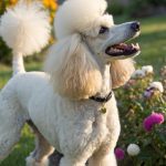 standard poodle haircuts Classic Puppy Cut with Fluffy Tail