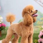 toy poodle haircut styles Artistic geometric cut