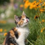 calico kittens Best calico cat names and meanings