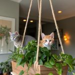 cats diy projects Hanging cat planter for indoor climbing