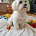 dogs that dont shed Coton de Tulear Gentle and affectionate companion