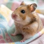 hamster with big eyes Hamster photography tips for stunning portraits