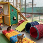pet lounge ideas Indoor pet playground with climbing structures