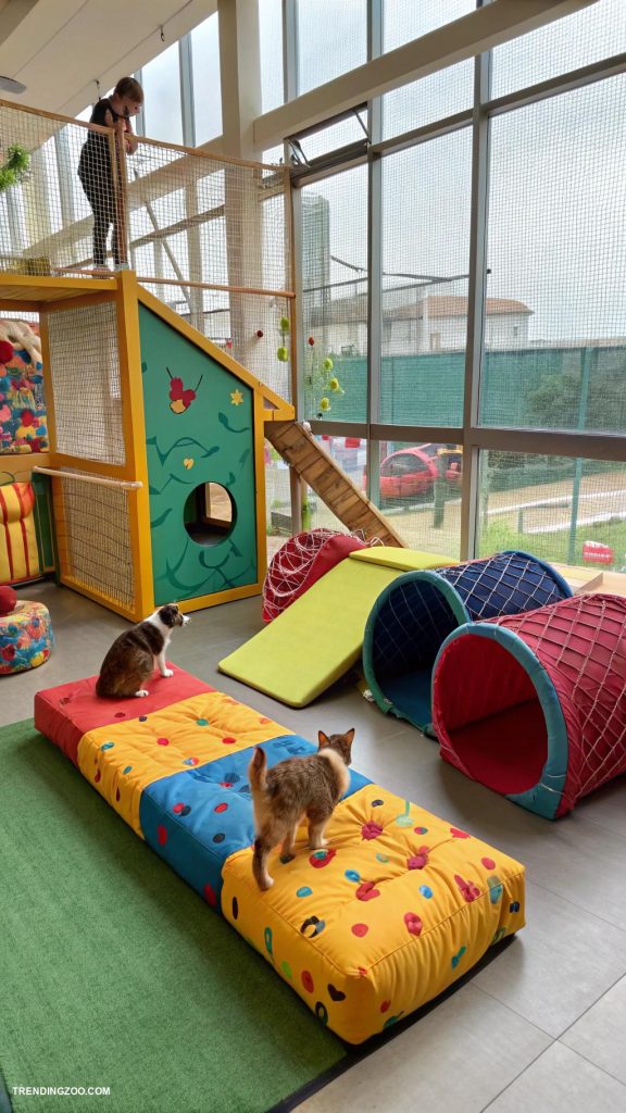 pet lounge ideas Indoor pet playground with climbing structures