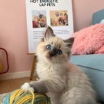 ragdoll kittens Health myths about Ragdoll kittens debunked