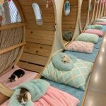 cozy cat shack ideas Tunnel system connecting multiple cozy beds