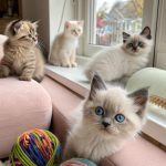 cute kittens Top 5 Most Adorable Kitten Breeds