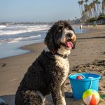 portuguese water dog breed