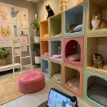 cat hotel ideas 247 webcam access for pet owners