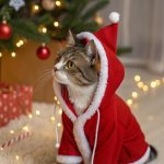 christmas cat outfits Santa suit with fluffy trim