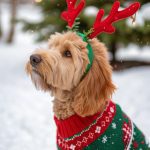 christmas dog outfits Reindeer antlers with a red nose