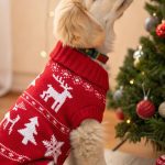 christmas puppies Adorable Christmas sweater for puppies