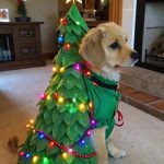 christmas puppy outfits Christmas tree costume with lights