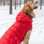 winter dog outfits Puffer jacket for chilly walks