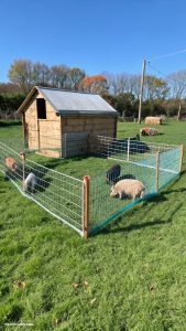 diy pig pens Temporary fencing with snow fencing