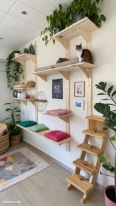 indoor cat room Interactive climbing shelves on walls