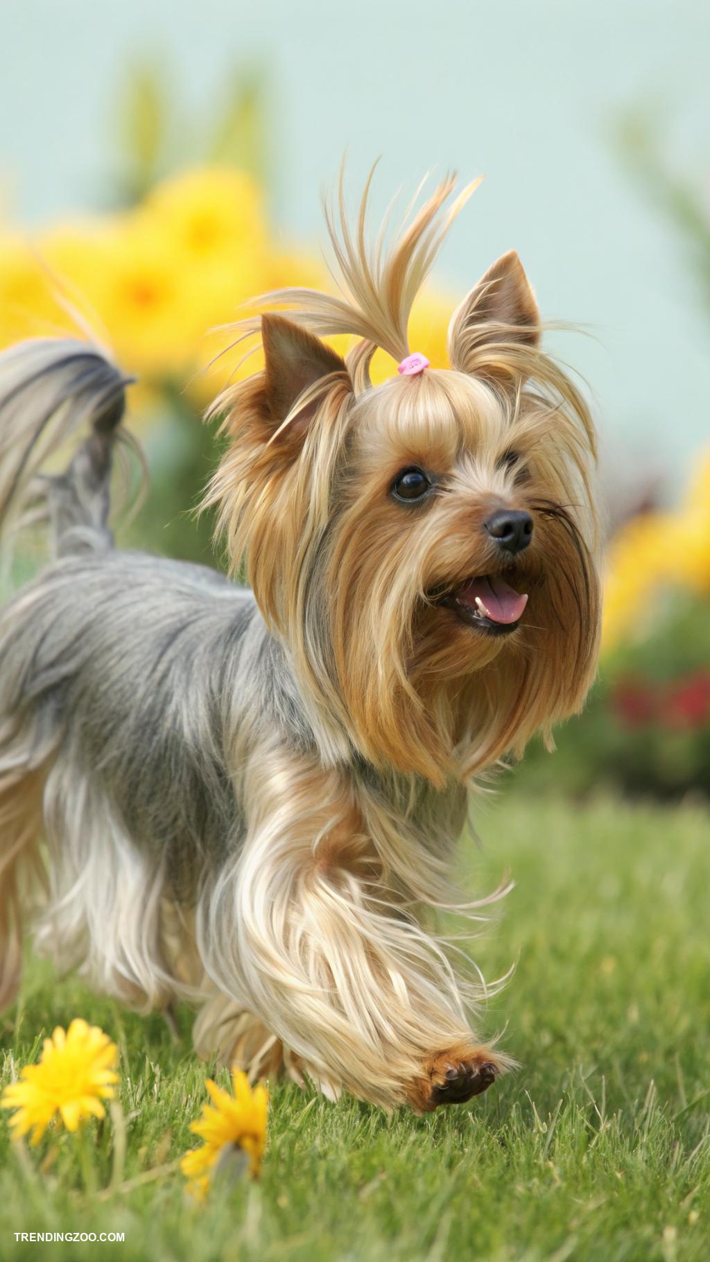 yorkie haircuts Shaggy cut for a playful vibe