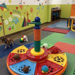 indoor dog play area Toy rotation for sustained interest