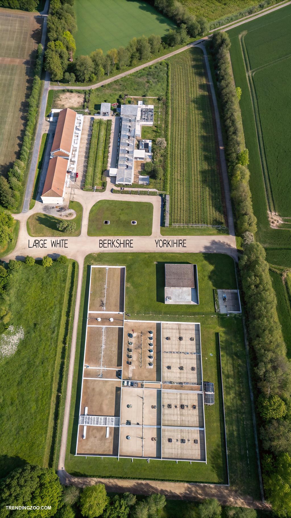 piggery farm design Partitioned areas for different pig breeds