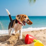 beagle puppies Fun activities to do with beagle puppies