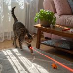 cat laser pointers