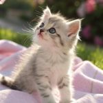 cute kitten phone wallpapers A tiny kitten with big curious eyes