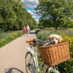 dog baskets for bikes