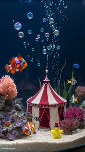 fish tank themes Whimsical Circus Show
