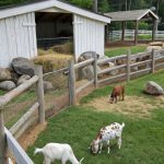 goat yard ideas Build a safe fenced in grazing area