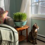 cat grass for indoor cats